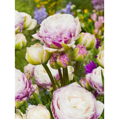 Tulipán 'Double surprise' 5 ks – Zboží Dáma