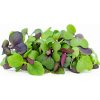 Osivo a semínko Toraf Microgreens, semínka na klíčky - Směs pikantní 20g