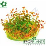 Ludwigia sp. Mini Super Red – Zboží Mobilmania