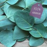 Essential 100 % Esenciální olej Eukalyptus 10 ml – Hledejceny.cz
