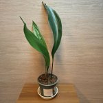 Aspidistra Elatior "S" č3 – Zboží Dáma