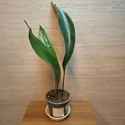 Aspidistra Elatior "S" č3 – Zboží Dáma