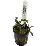 Bucephalandra Pinoh – Hledejceny.cz