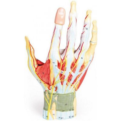 Erler Zimmer Anatomický model ruky 7 dílný model – Hledejceny.cz