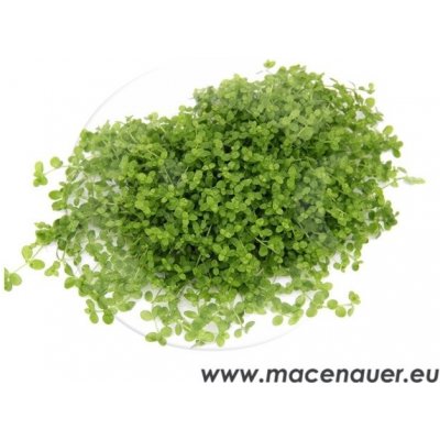 Micranthenum spec. Montecarlo – Hledejceny.cz