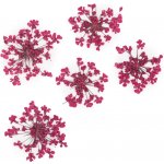 Starnails Sušené květy na nehty Fuchsia 5 ks – Hledejceny.cz