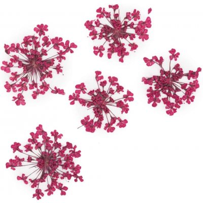 Starnails Sušené květy na nehty Fuchsia 5 ks – Hledejceny.cz
