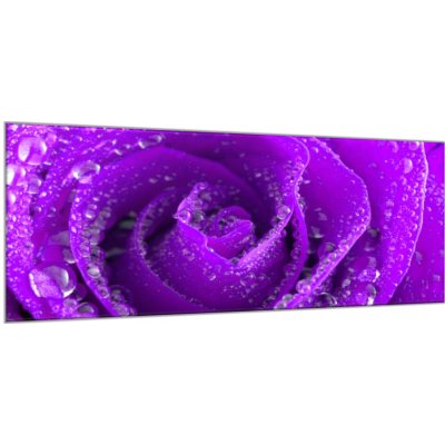Obraz skleněný detail fialová růže s kapkami rosy - 30 x 60 cm – Zbozi.Blesk.cz