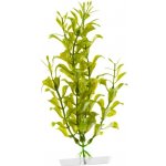 JK rostlina Hygrophila 18-21 cm – Sleviste.cz