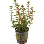 Rotala blood red – Hledejceny.cz