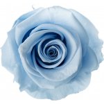 Ina DARK Light blue - světle modrá (3x stabilizovaná "věčná" růže v betonovém květináčku) – Hledejceny.cz