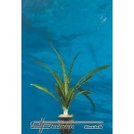 Crinum natans - Křín plovoucí – Sleviste.cz