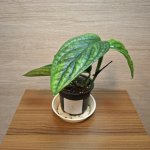 Monstera Karstenianum Peru "S" č3 – Zbozi.Blesk.cz