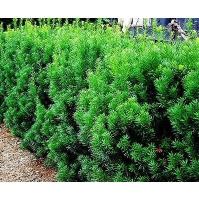 Taxus media x 'Hillii' Prodejní velikost: 060/080, Velikost hrnku: 10 l – Sleviste.cz