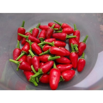 Zimbabwe Bird / African Devil – Hledejceny.cz