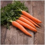 BIO Mrkev raná Touchon Daucus carota bio semena mrkve 200 ks – HobbyKompas.cz