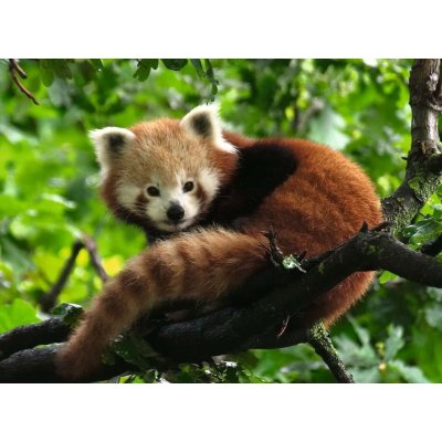 RAVENSBURGER Panda červená 500 dílků – Zboží Mobilmania