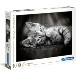 Clementoni Koťátko 39422 1000 dílků – Hledejceny.cz