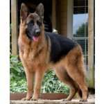 NORIMPEX Diamantové malování Německý ovčák 30 x 40 cm – Sleviste.cz