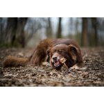 Marp Treats Buffalo Crunchies 50 g – Hledejceny.cz