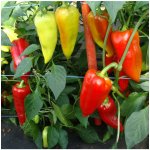 Paprika hybridní Beja F1 - Capsicum annuum - semena - 10 ks – Sleviste.cz