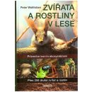 Zvířata a rostliny v lese