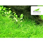 Eleocharis parvula – Sleviste.cz