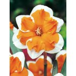 Narcis ORANGERY - narcissus – Hledejceny.cz