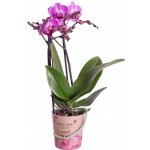 Orchidej Můrovec, Phalaenopsis Kolibri Armenia, 2 výhony, světle růžová – Zboží Mobilmania