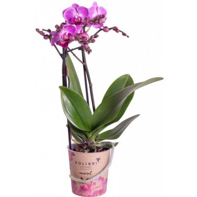 Orchidej Můrovec, Phalaenopsis Kolibri Armenia, 2 výhony, světle růžová – Zboží Mobilmania