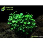 Anubias barteri nana Bonsai – Zboží Dáma