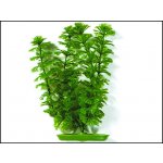 Tetra rostlina Ambulia 30 cm – Zboží Mobilmania