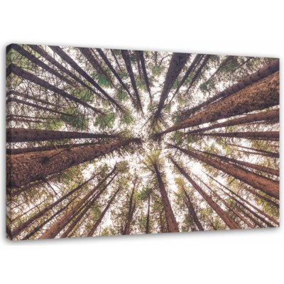 Obraz na plátně, Pine Nature Forest Green - 60x40 cm – Zbozi.Blesk.cz