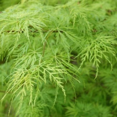 Javor japonský, Acer palmatum Dissectum, velikost kontejneru 3 l