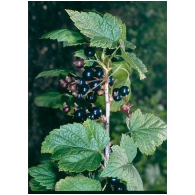 Bylinná lékárna Rybíz černý list Ribes nigri folium 200 g – Zboží Mobilmania