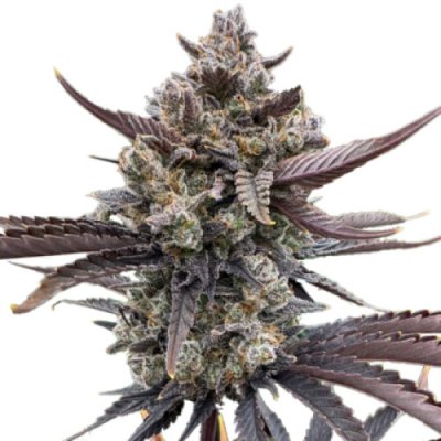 Fast Buds Banana Purple Punch Auto RF3 semena neobsahují THC 1 ks – Zboží Dáma