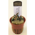 Bucephalandra Kedagang Round Mini – Hledejceny.cz