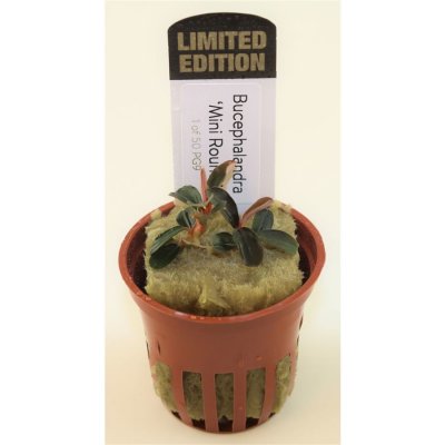 Bucephalandra Kedagang Round Mini – Hledejceny.cz