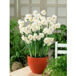 Narcis 'Abba ' 5 ks – Zboží Mobilmania
