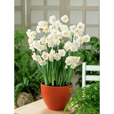Narcis 'Abba ' 5 ks – Zboží Mobilmania