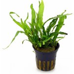 Microsorium pteropus Narrow - Hnědovka křídlatá – Sleviste.cz