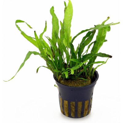 Microsorium pteropus Narrow - Hnědovka křídlatá – Sleviste.cz