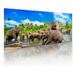 Skleněný obraz - Sloni, Sri Lanka, jednodílný 100x50 cm na skle – Hledejceny.cz
