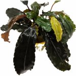 Bucephalandra Alamanda – Sleviste.cz