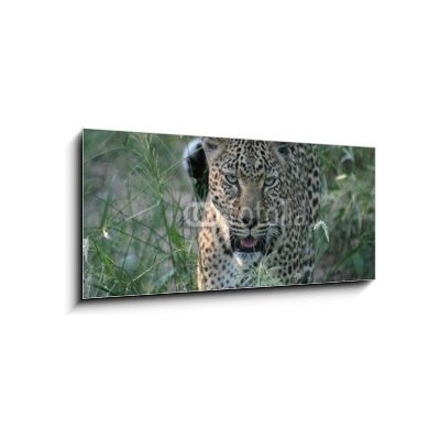 Obraz 1D panorama - 120 x 50 cm - leopard leopard africa bezuzdný