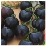 Rajče tyčkové černé Blackball Solanum lycopersicum semena rajčete 20 ks – Zboží Dáma