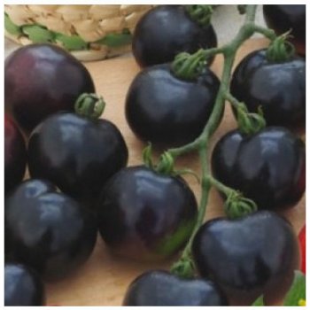 Rajče tyčkové černé Blackball - Solanum lycopersicum - semena rajčete - 20 ks