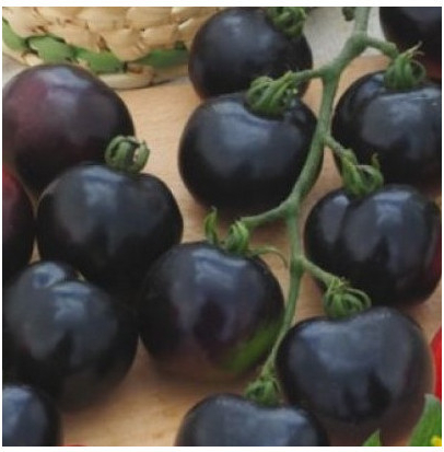 Rajče tyčkové černé Blackball - Solanum lycopersicum - semena rajčete - 20 ks