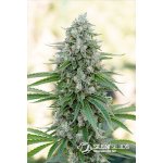 Silent seeds Critical mango semena neobsahující THC 10 ks – Hledejceny.cz