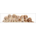 3D záložka - Seven puppies – Hledejceny.cz